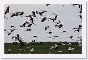 03LakeManyara - 44 * Yellow-billed Storks.